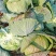 【海量货源】湖北包菜，品质优良，物美价廉，欢迎订购！