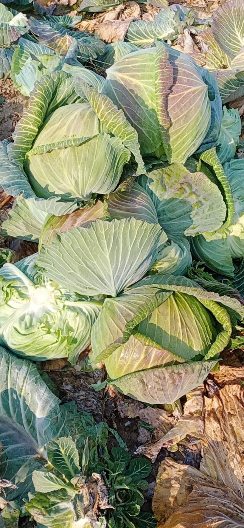 【海量货源】湖北包菜，品质优良，物美价廉，欢迎订购！
