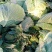 【海量货源】湖北包菜，品质优良，物美价廉，欢迎订购！