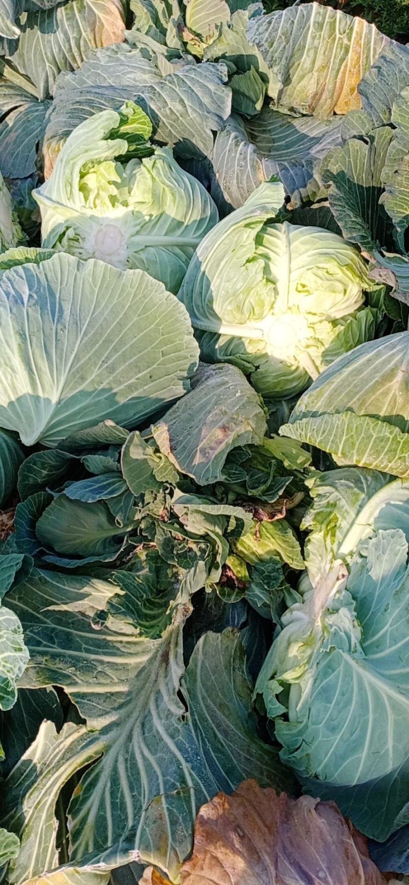 【海量货源】湖北包菜，品质优良，物美价廉，欢迎订购！