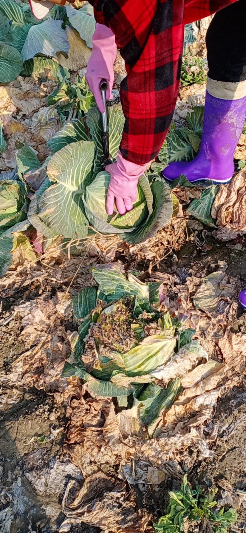【海量货源】湖北包菜，品质优良，物美价廉，欢迎订购！