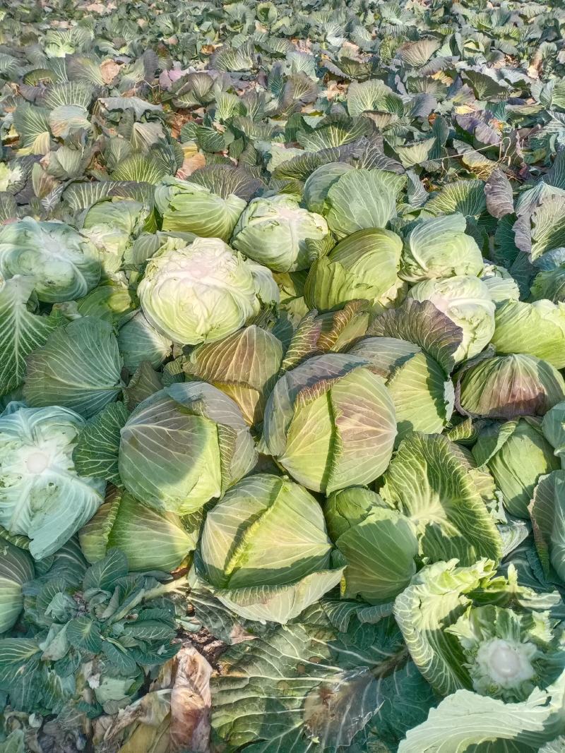 【海量货源】湖北包菜，品质优良，物美价廉，欢迎订购！