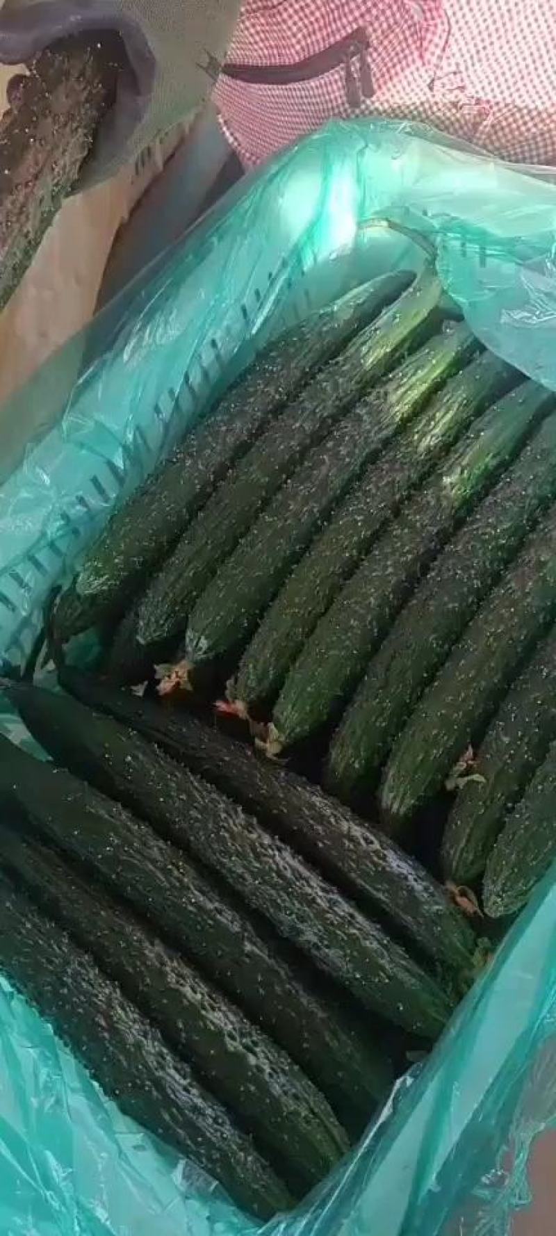 黄瓜密刺黄瓜，亮条，油瓜，基地直供可供超市，电商批发市场