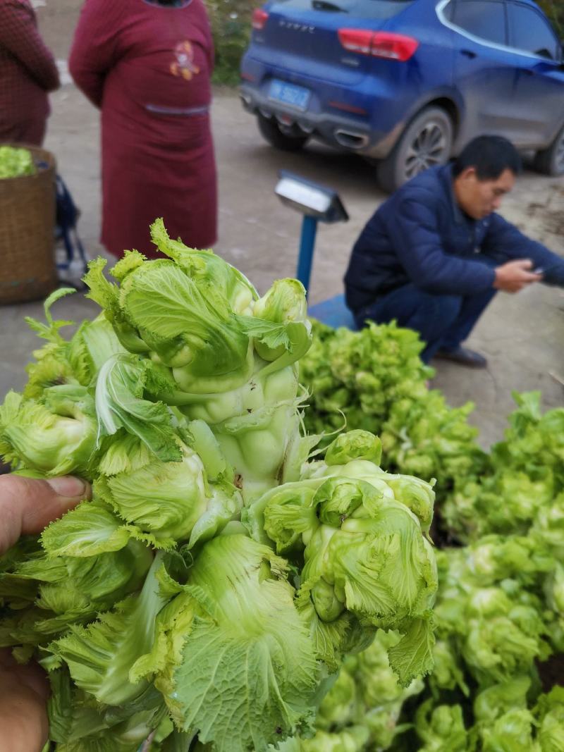 产地直供量大从优一手货源产地直发现摘现发