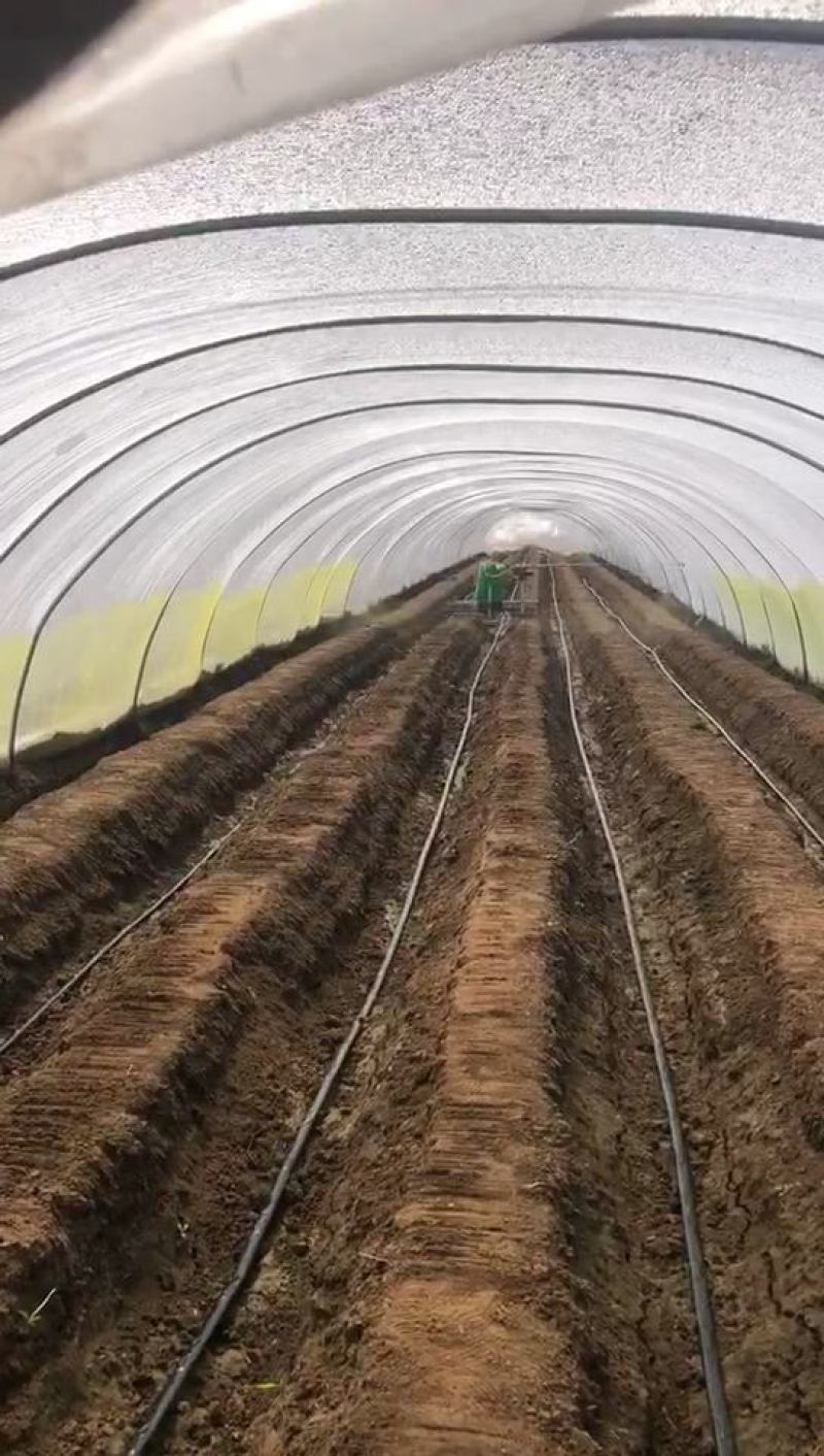 大姜电动施肥运姜打药机，大姜施肥机，大姜划土机，运姜机