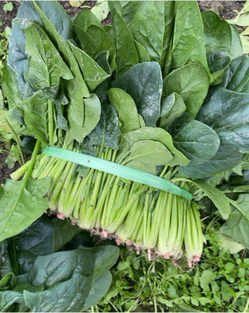 四川大叶菠菜，彭州黑菠菜，叶厚，鲜嫩口感好