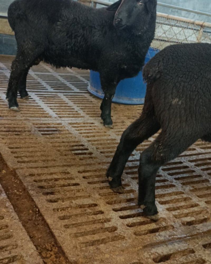 乌骨黑珍珠头胎孕羊乌骨种公羊一只也发货可视频挑选