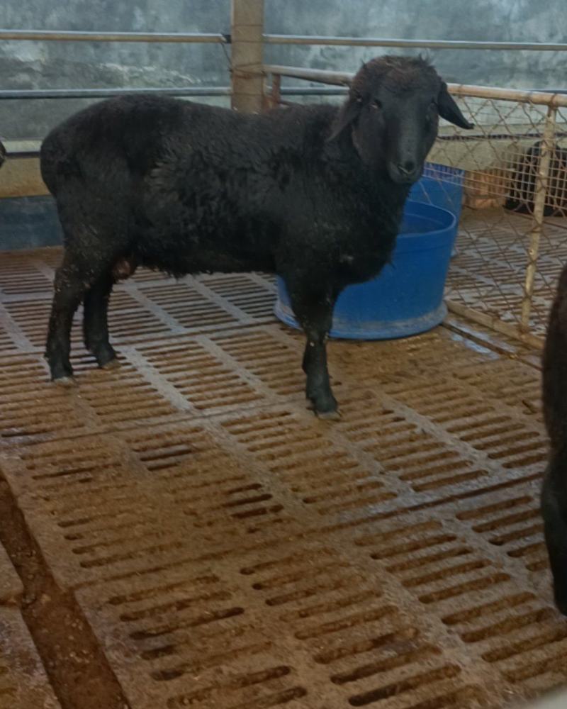 乌骨黑珍珠头胎孕羊乌骨种公羊一只也发货可视频挑选