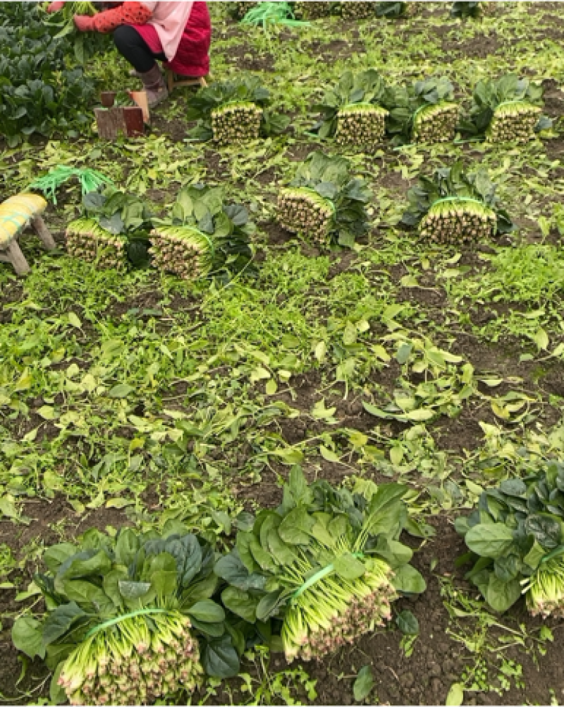 四川大叶菠菜，彭州黑菠菜，叶厚，鲜嫩口感好