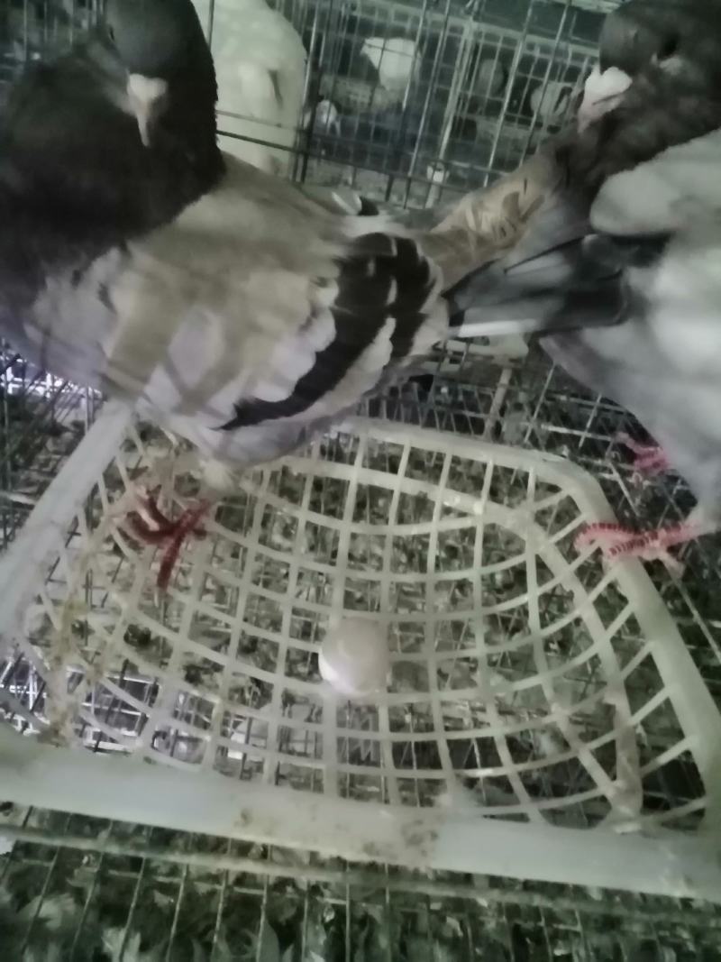 鸽子蛋养殖场常年供应新鲜鸽子蛋一手货源自产自销一件代发