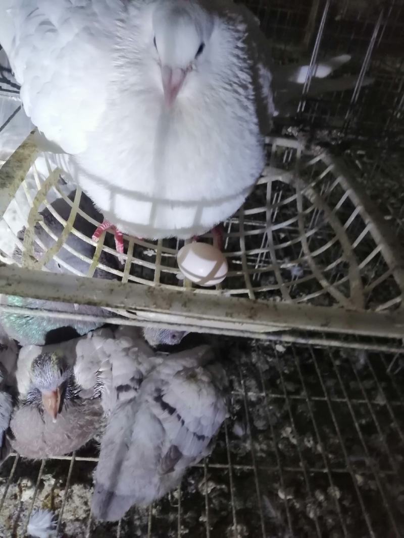 鸽子蛋养殖场常年供应新鲜鸽子蛋一手货源自产自销一件代发