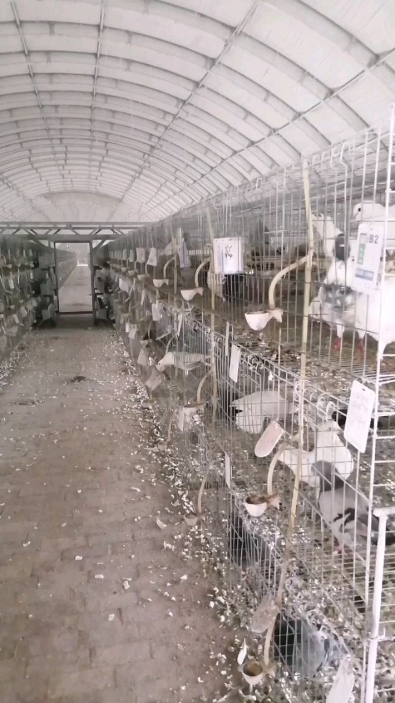 鸽子蛋养殖场常年供应新鲜鸽子蛋一手货源自产自销一件代发