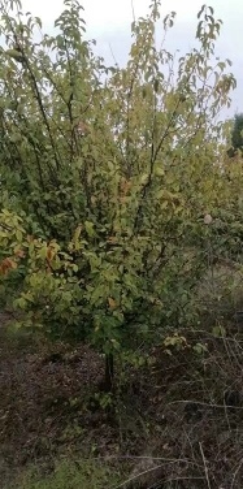 10公分木瓜树