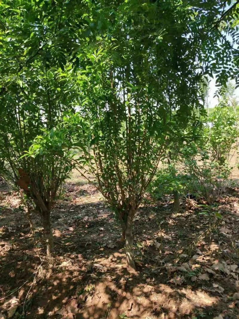 龙柱碧桃