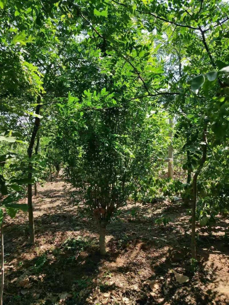 龙柱碧桃