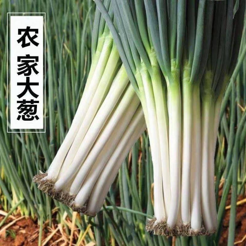 【实力】新野大葱南阳铁秆大葱产地直发大量供货按需分拣保质保量