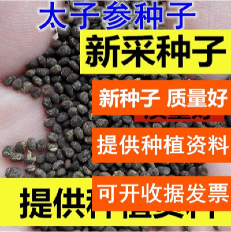 正宗太子参种子发芽率95左右药用四叶参孩儿童参新种子