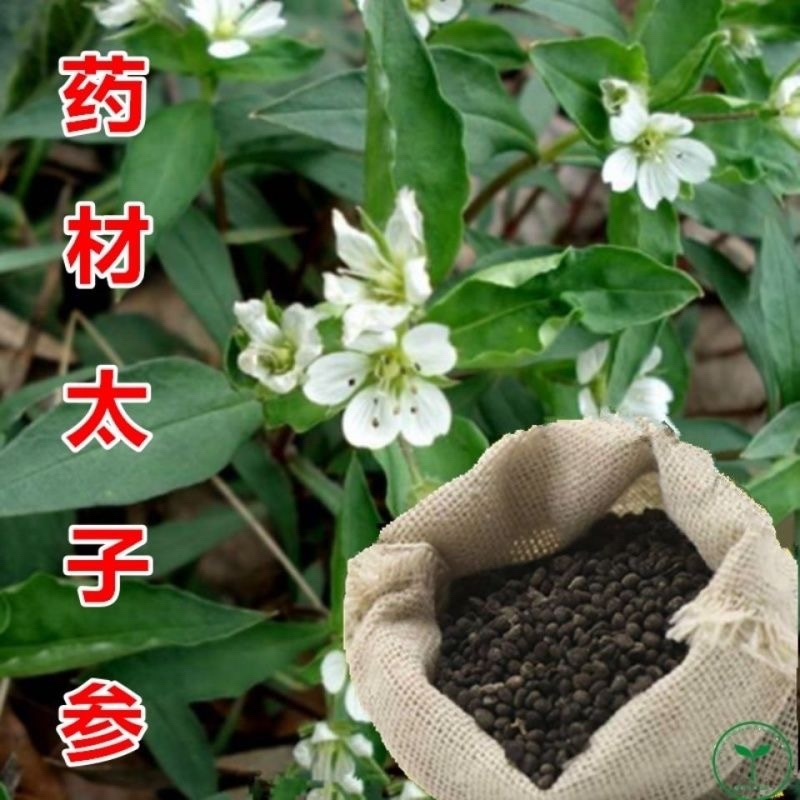正宗太子参种子发芽率95左右药用四叶参孩儿童参新种子