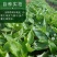 正宗太子参种子发芽率95左右药用四叶参孩儿童参新种子