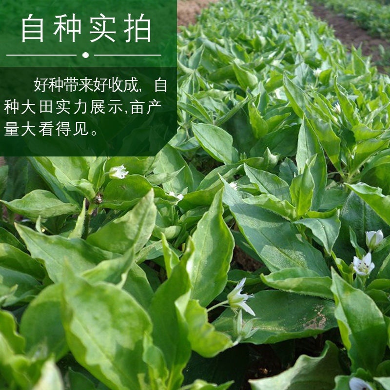 正宗太子参种子发芽率95左右药用四叶参孩儿童参新种子