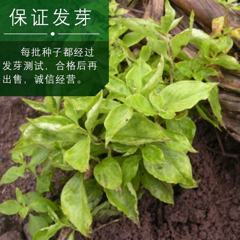 正宗太子参种子发芽率95左右药用四叶参孩儿童参新种子