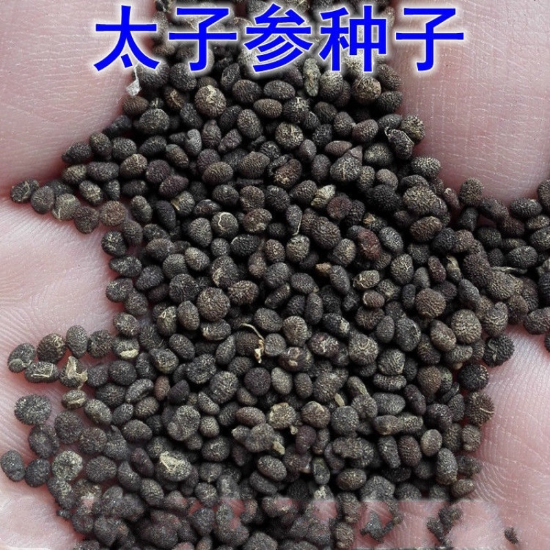 正宗太子参种子发芽率95左右药用四叶参孩儿童参新种子