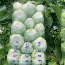精品大白菜，中科黄心，打包漂亮，