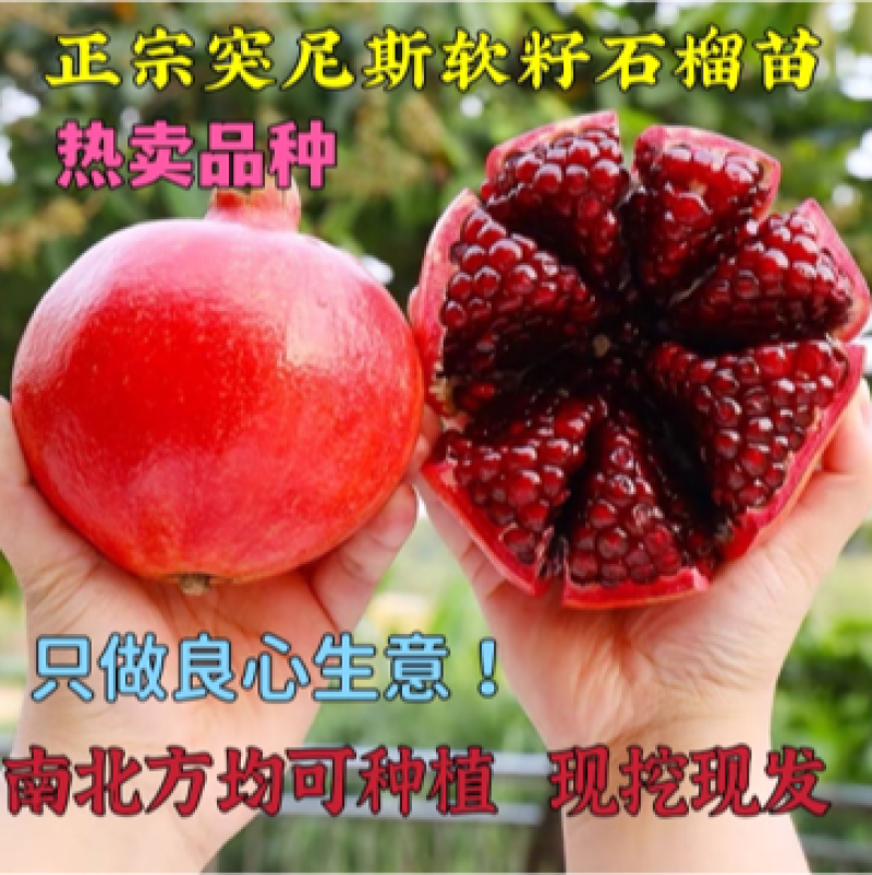 正宗突尼斯软籽石榴苗假一赔十包成活保湿发货包邮