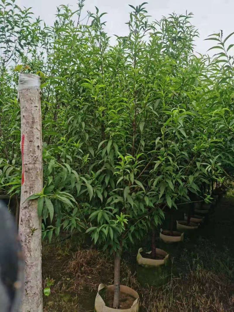 绿叶碧桃