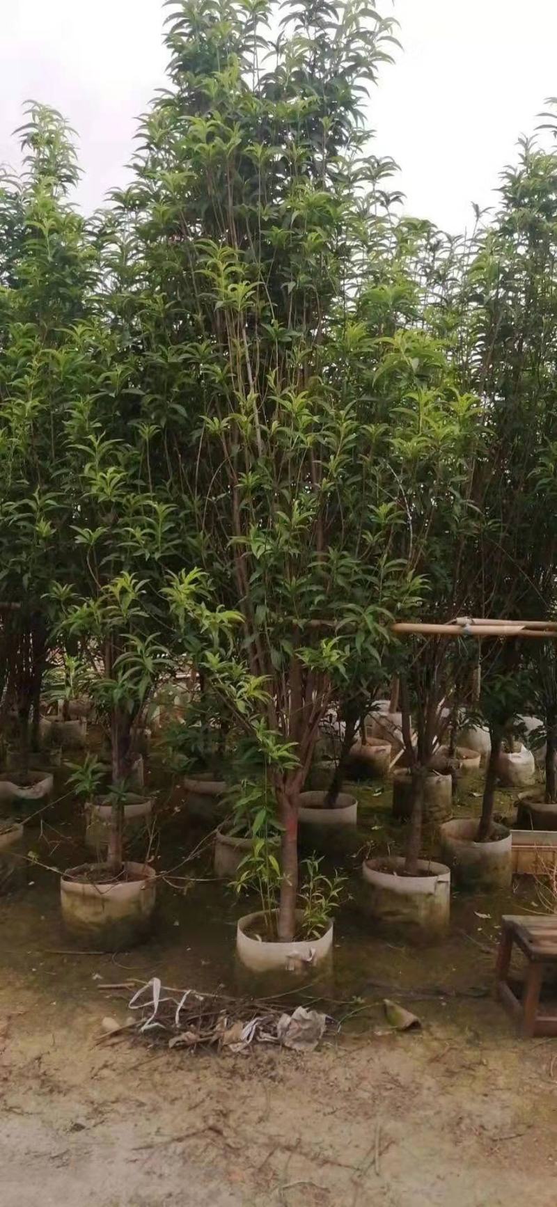 绿叶碧桃