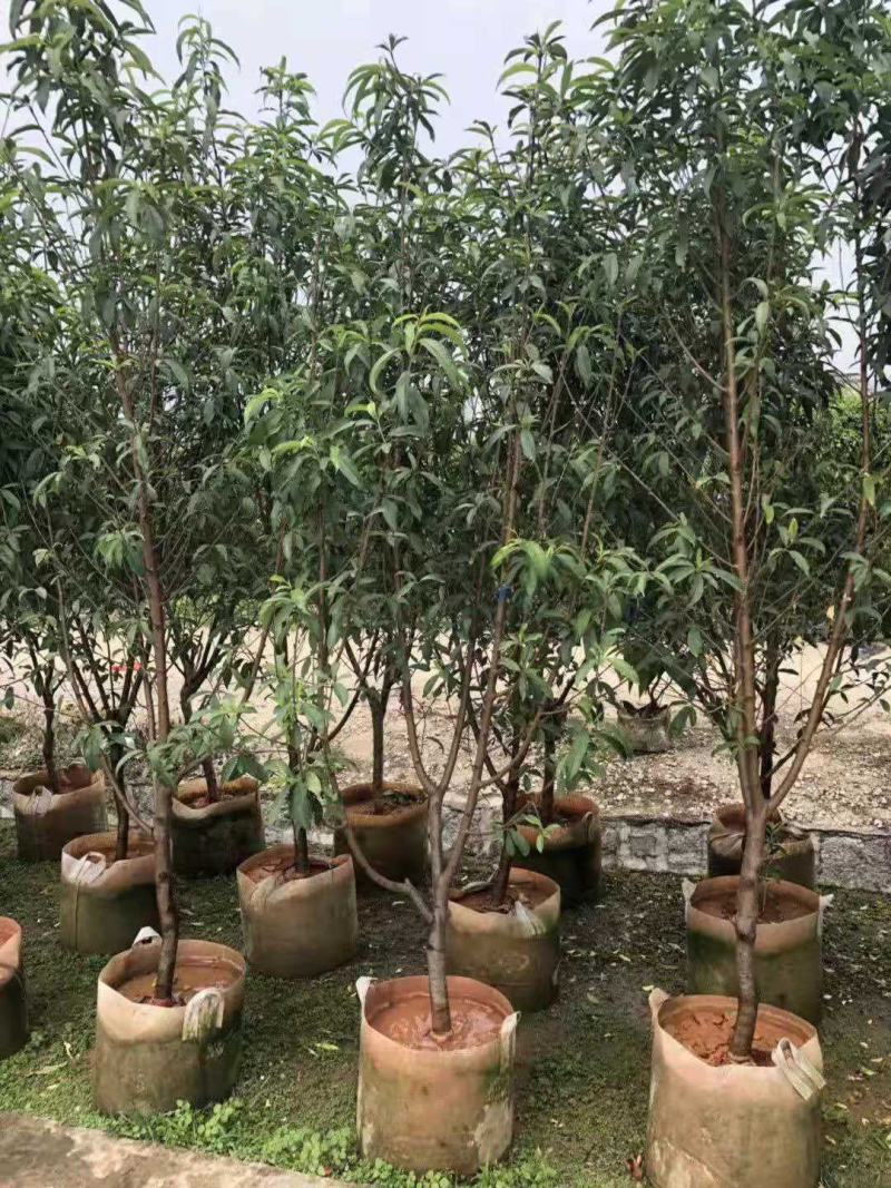 绿叶碧桃
