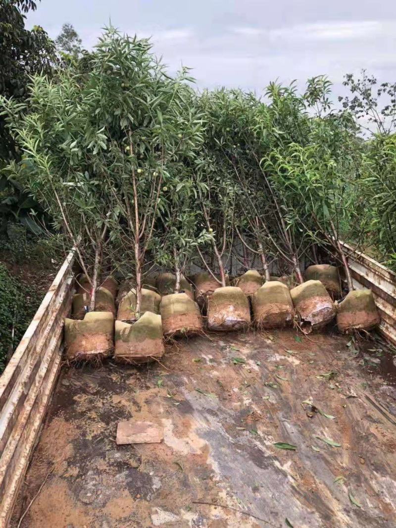 绿叶碧桃