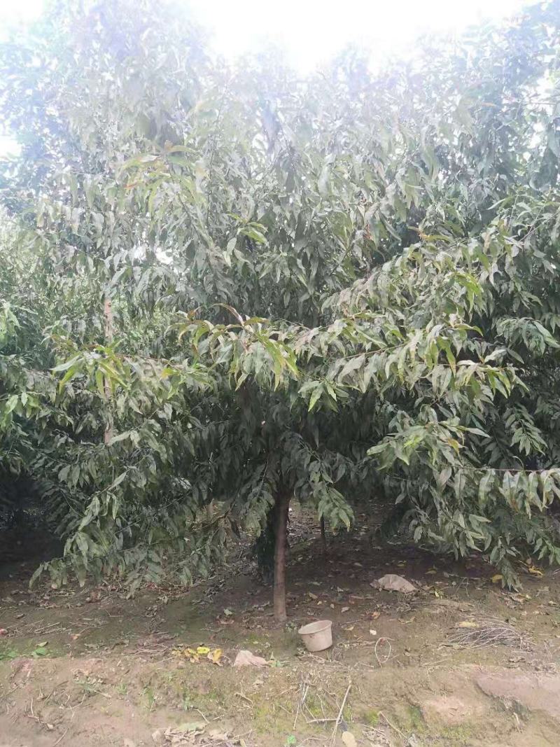 绿叶碧桃