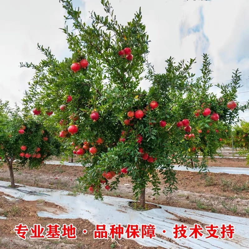 正宗突尼斯软籽石榴苗假一赔十包成活保湿发货包邮
