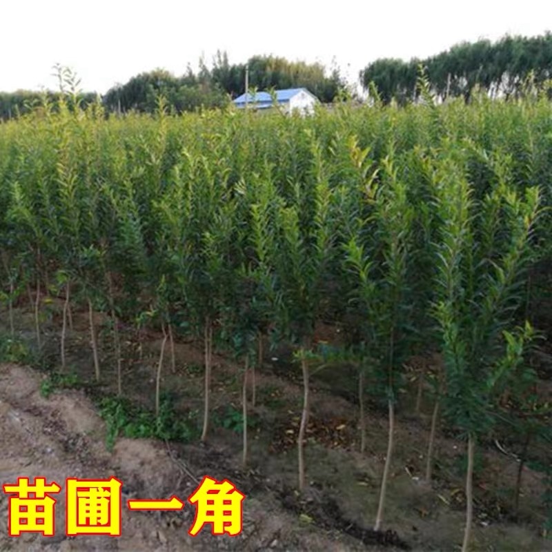 正宗突尼斯软籽石榴苗假一赔十包成活保湿发货包邮