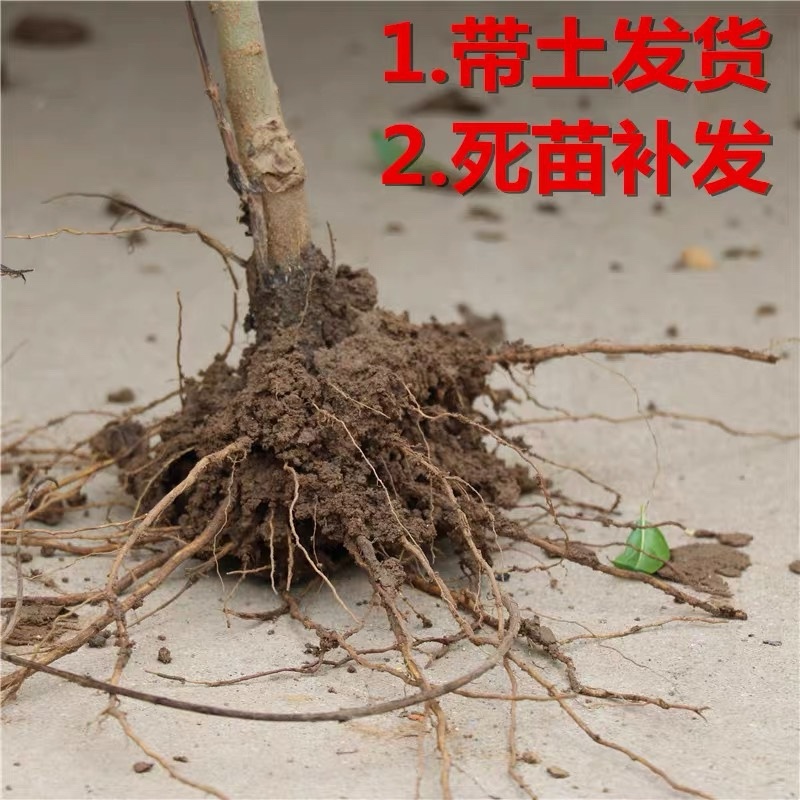正宗突尼斯软籽石榴苗假一赔十包成活保湿发货包邮