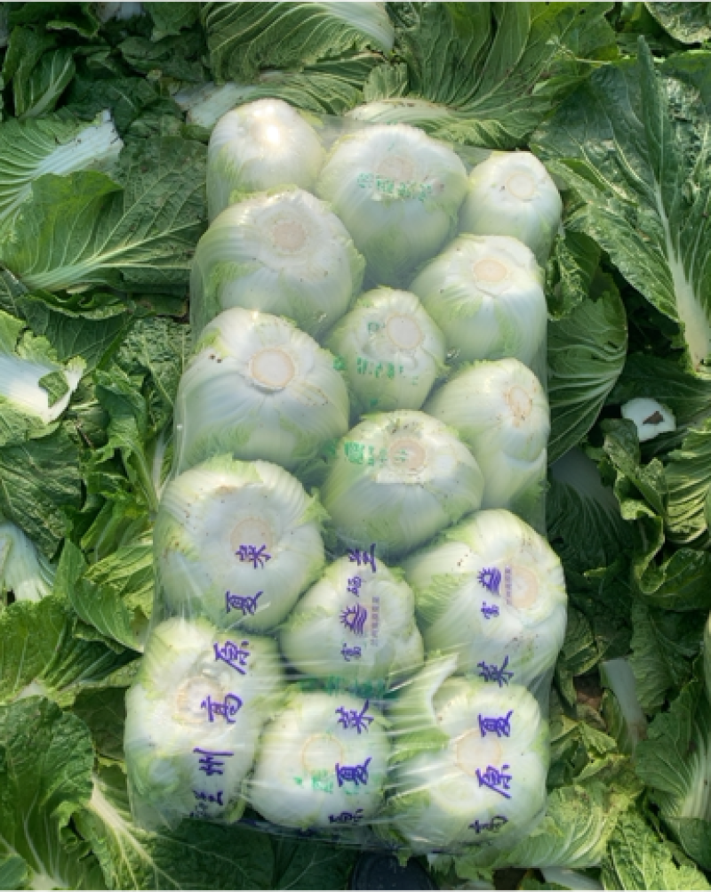 精品大白菜，中科黄心，打包漂亮，