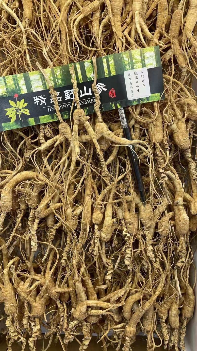 热卖中精品野山参，高年头野味十足，参味浓，泡茶煲汤必备品