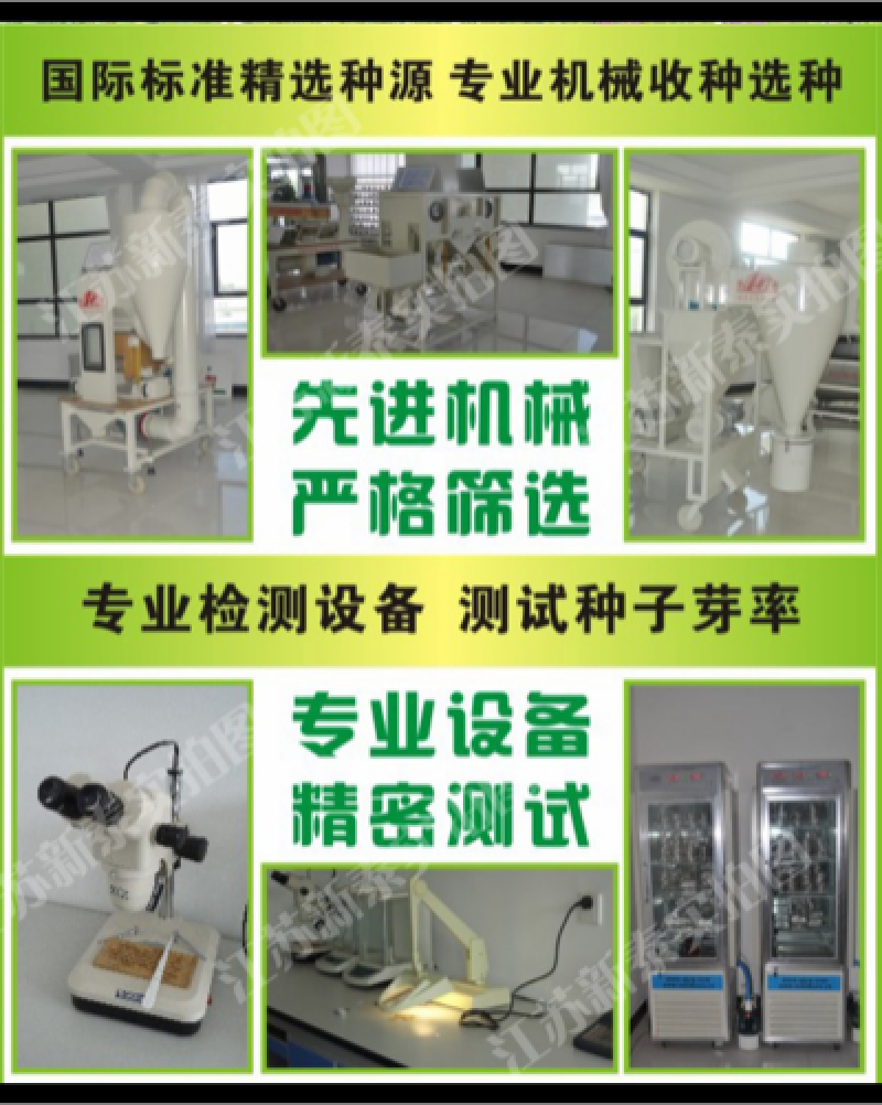 正宗太子参种子发芽率95左右药用四叶参孩儿童参新种子