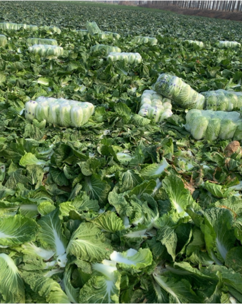 精品大白菜，中科黄心，打包漂亮，