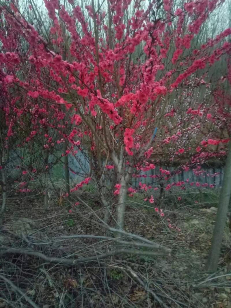 红叶碧桃