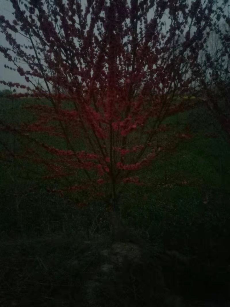 红叶碧桃