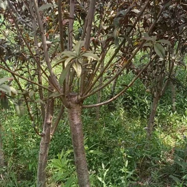 红叶碧桃