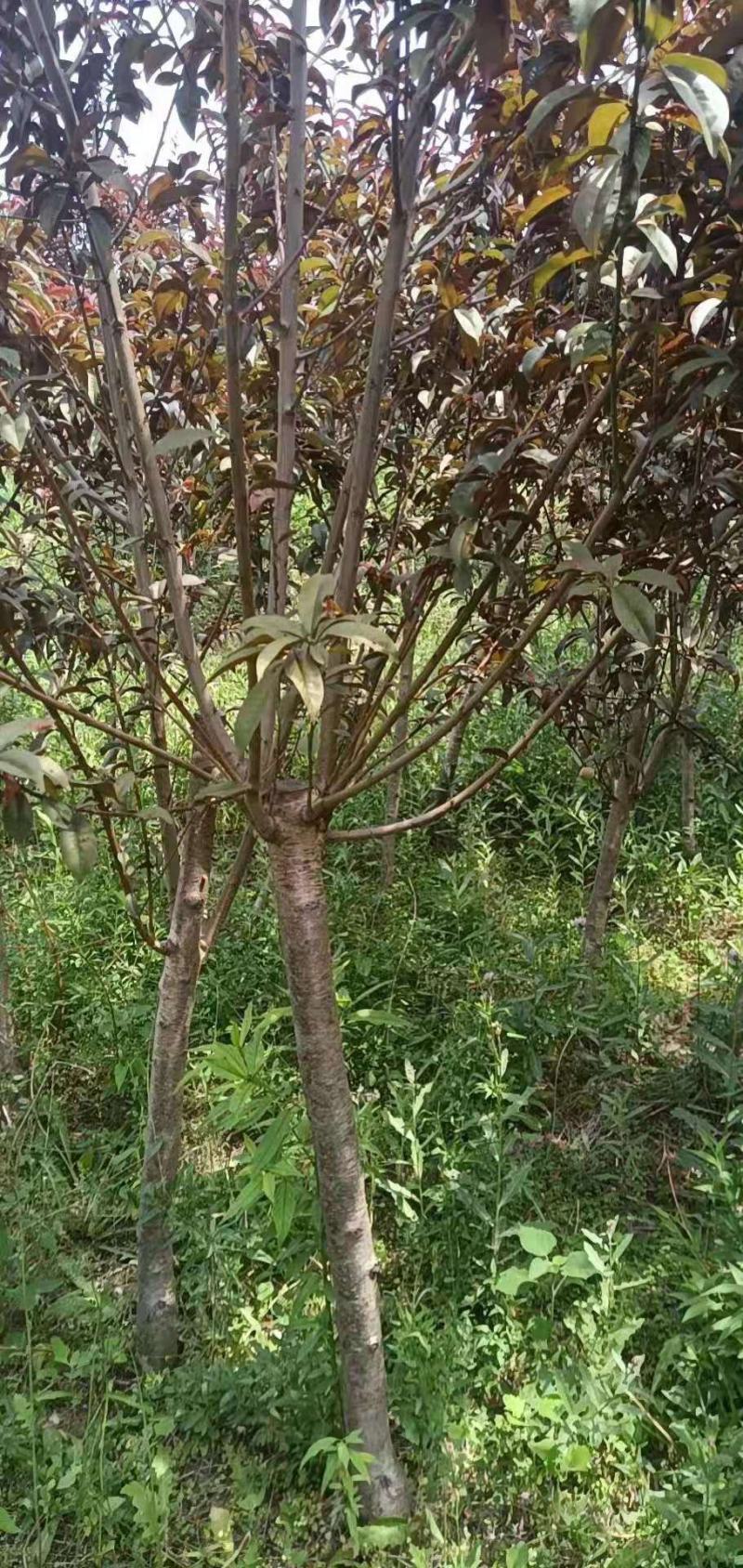 红叶碧桃