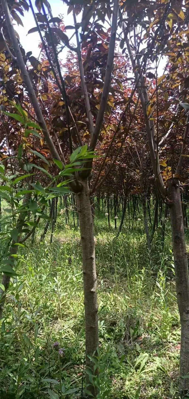 红叶碧桃