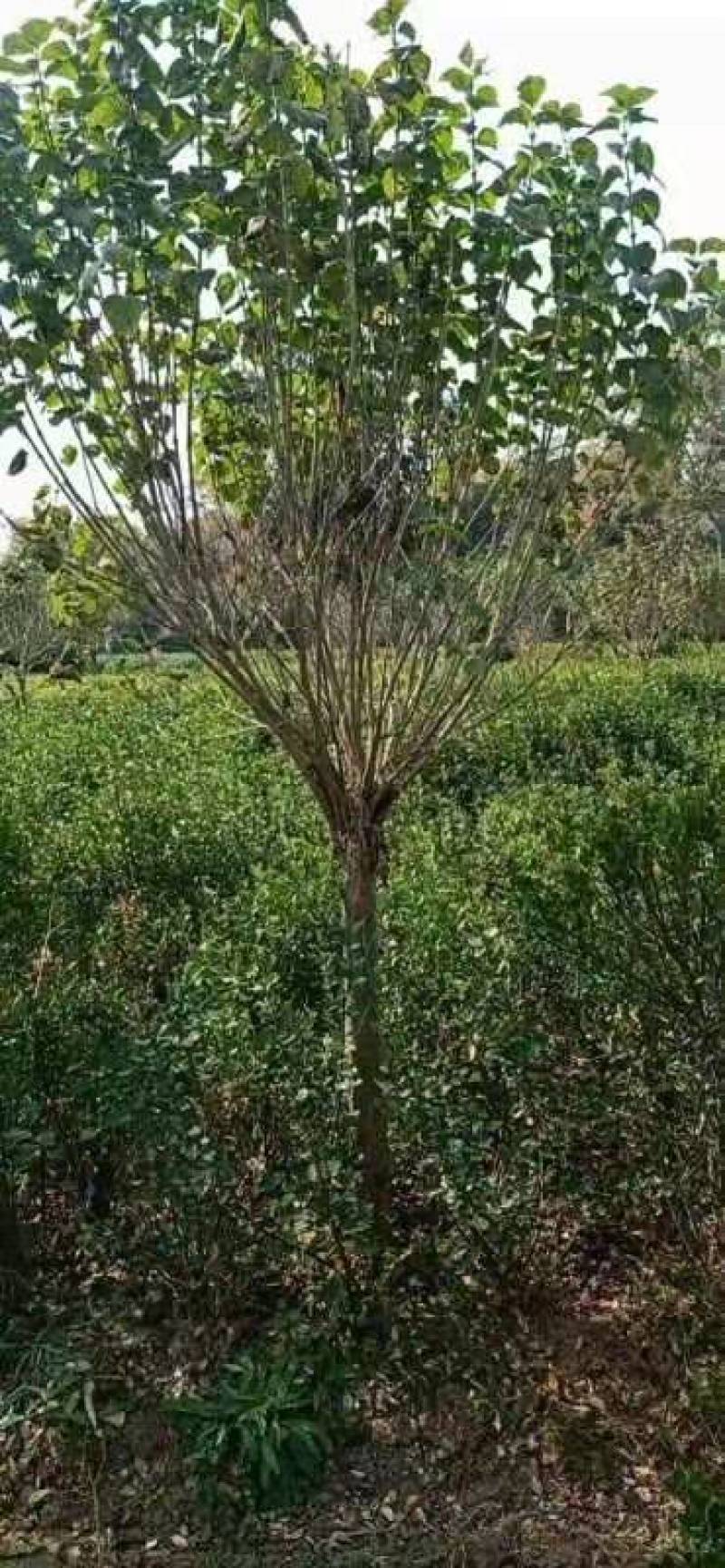 丁香