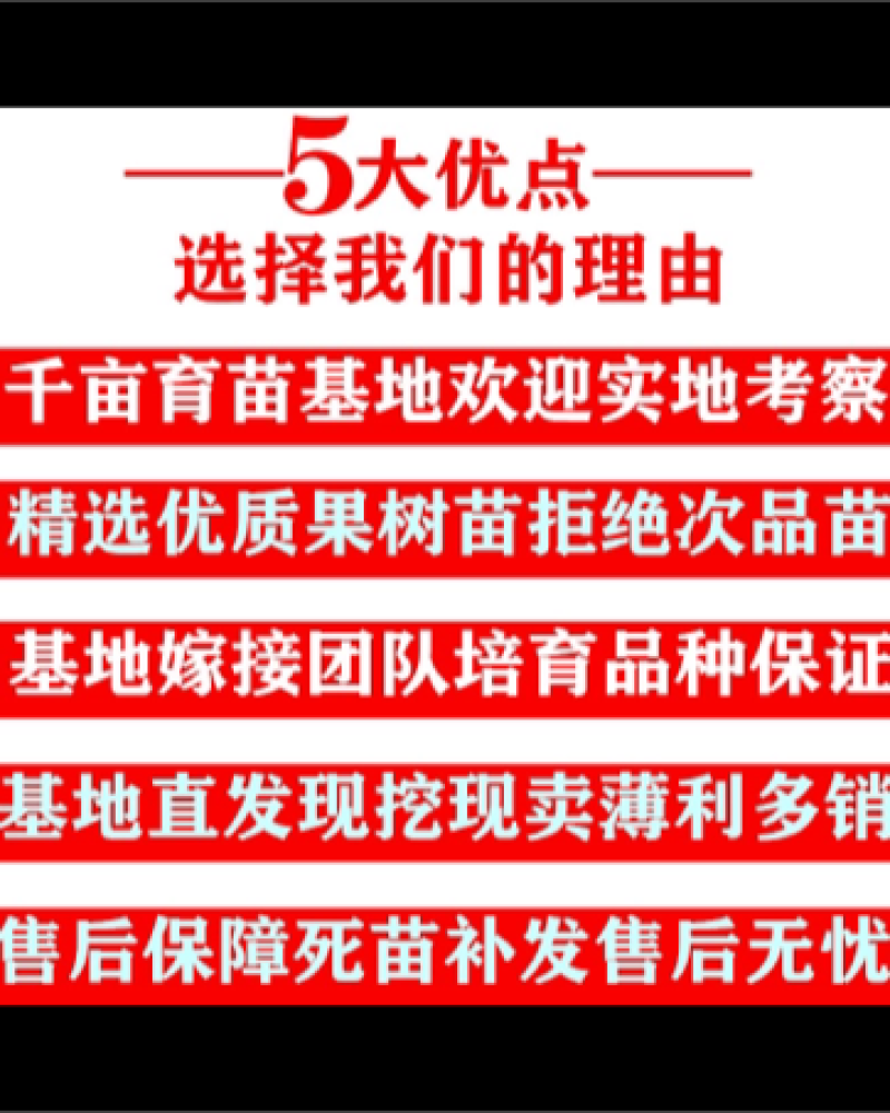 正宗突尼斯软籽石榴苗假一赔十包成活保湿发货包邮
