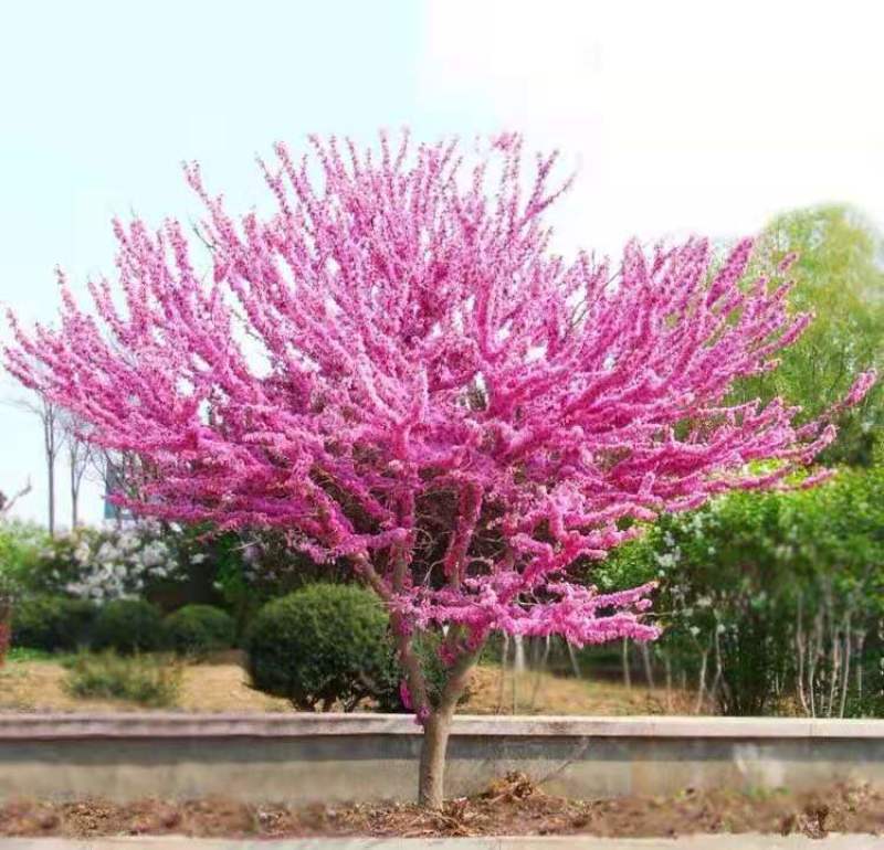紫荆