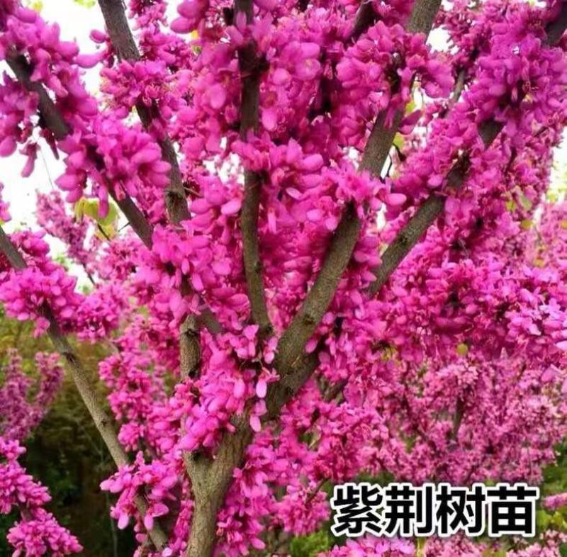 紫荆