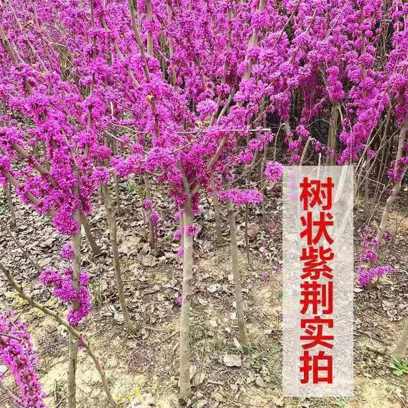 紫荆